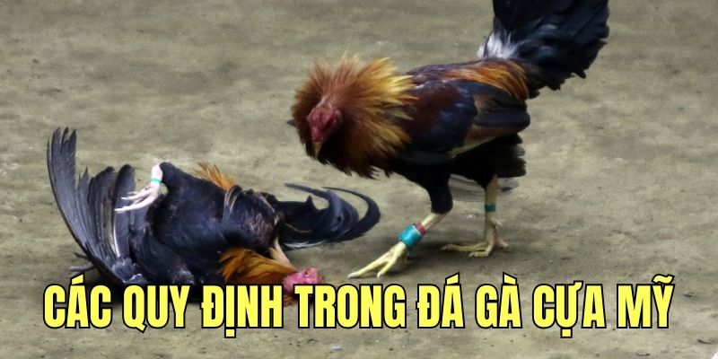 Các quy định cụ thể trong đá gà cựa Mỹ
