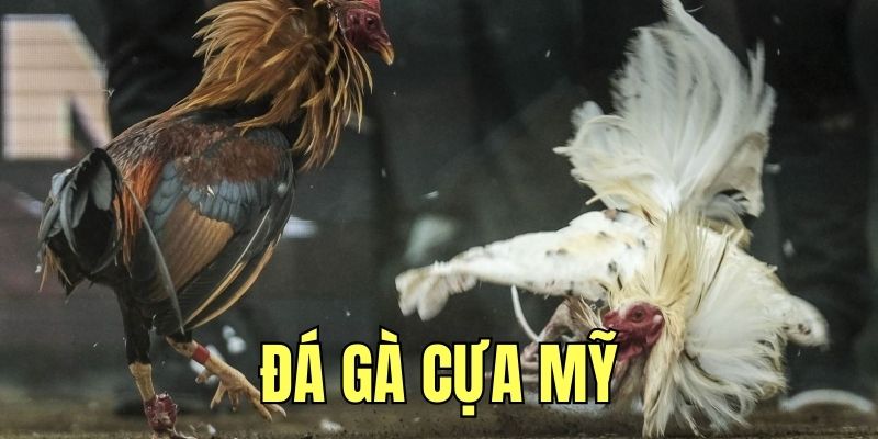Tổng quan vài nét về đá gà Mỹ hấp dẫn 